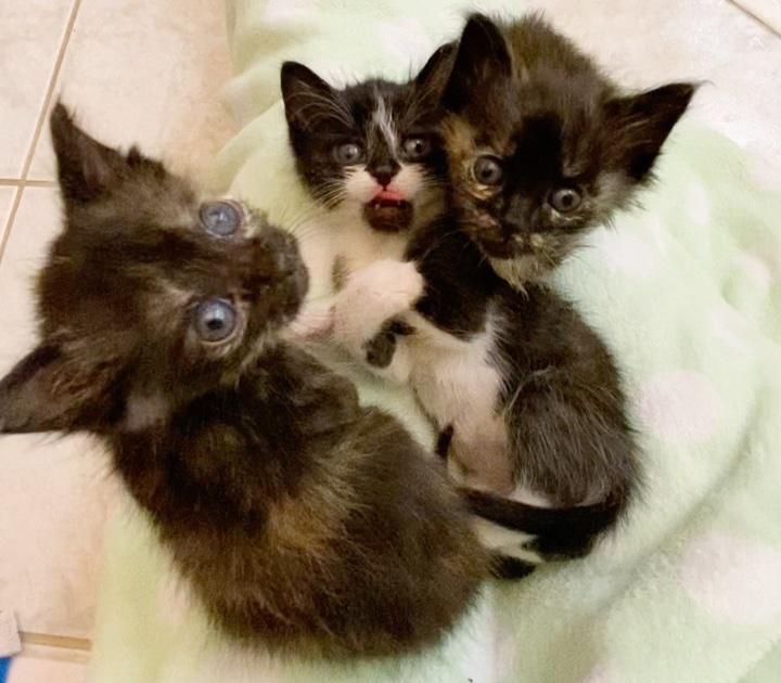 three kittens