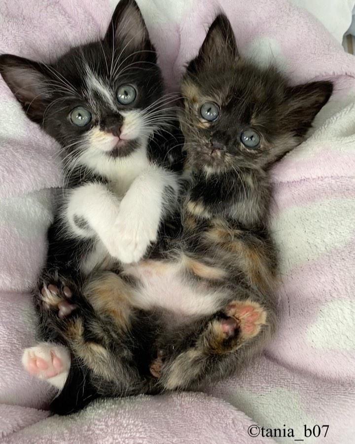 sweet snuggly kittens