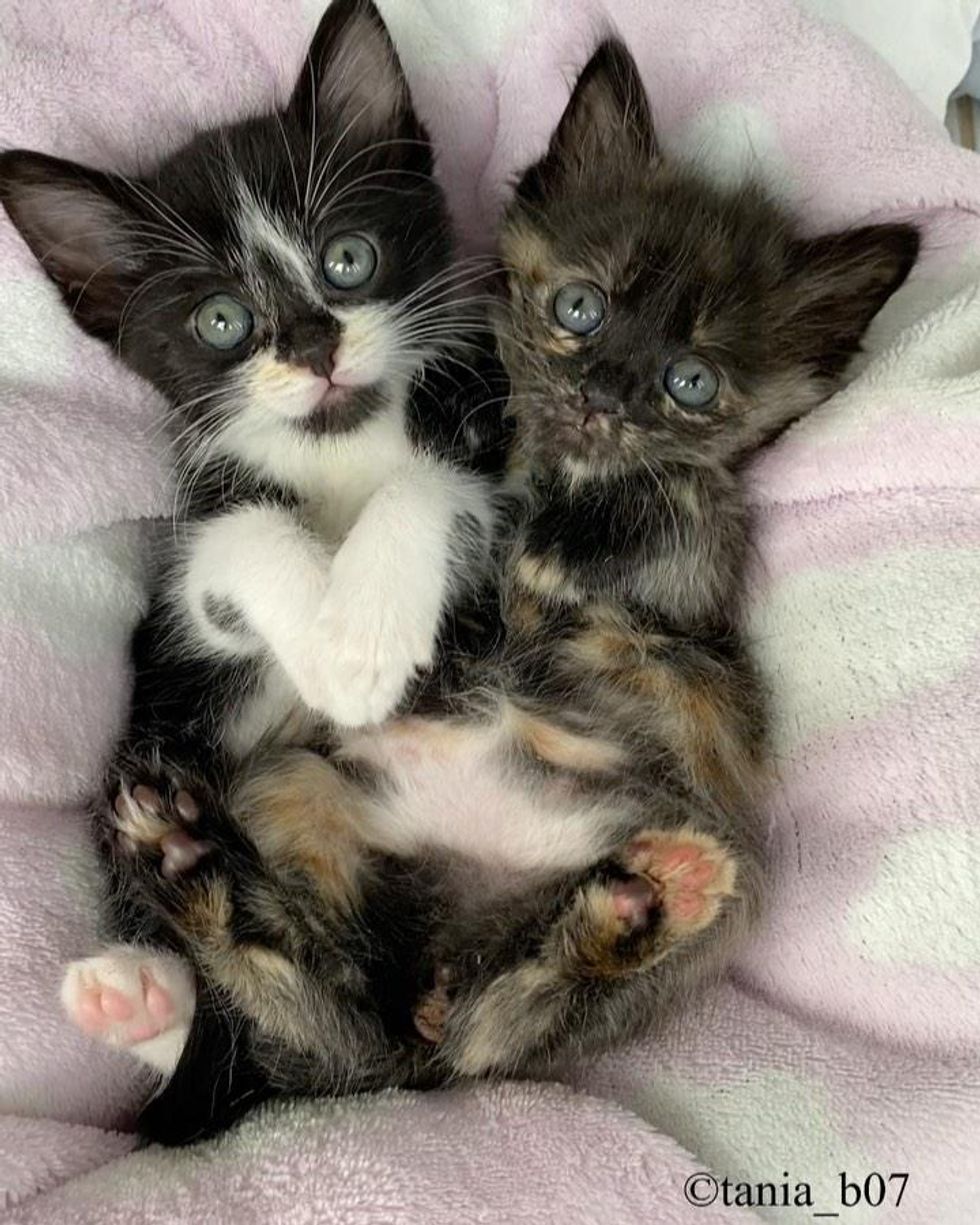 sweet snuggly kittens