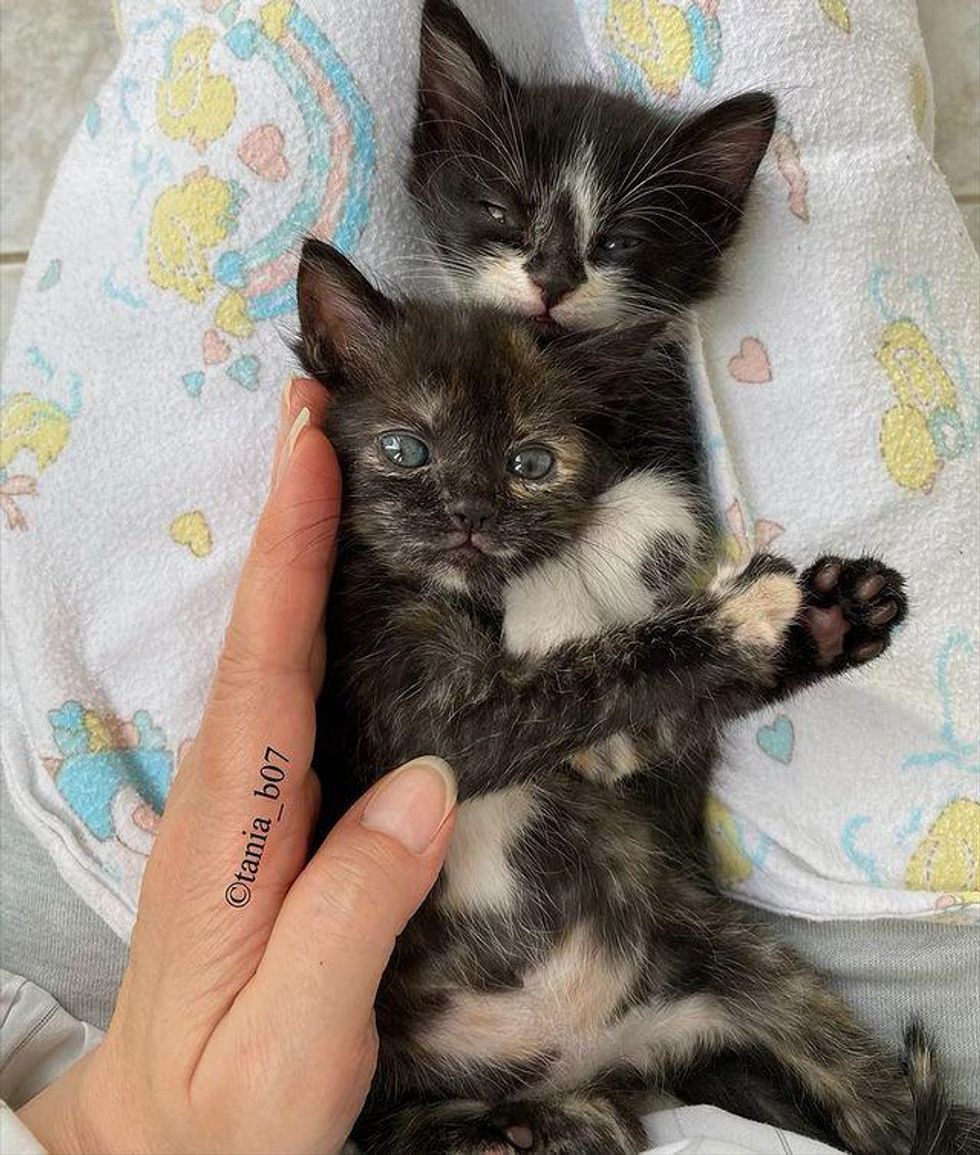 sweet lap kittens