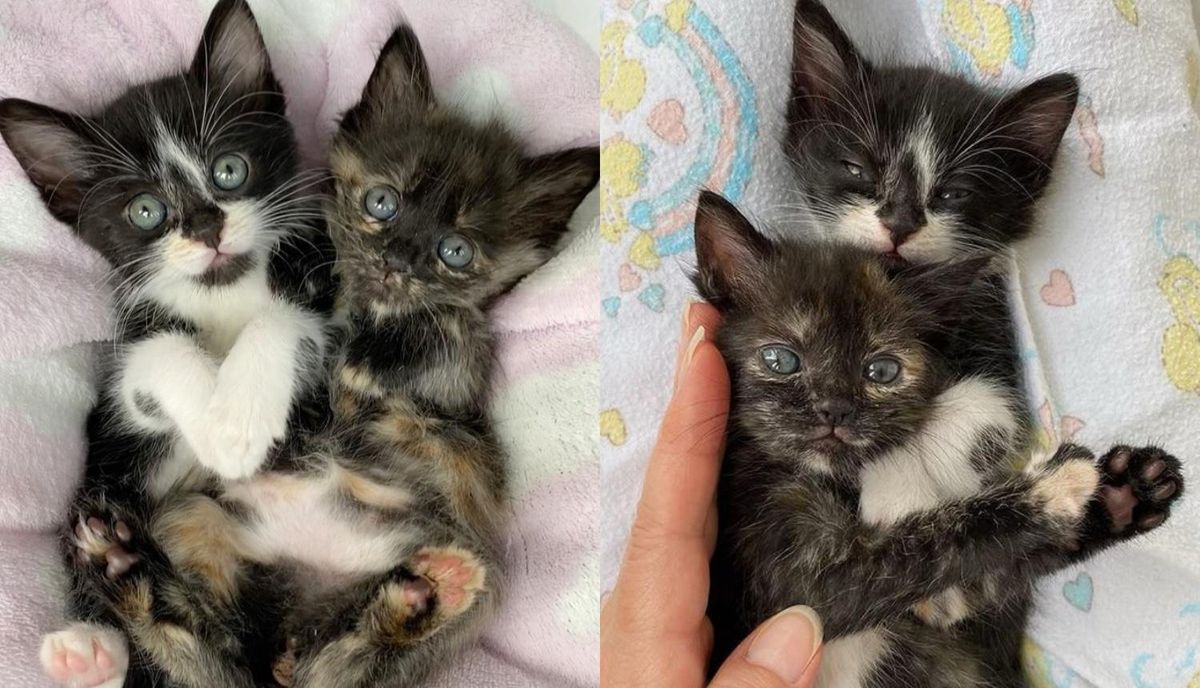 Kitten Crying Leads Family to Find Him and His Littermates in Bag and Turn Their Lives Around