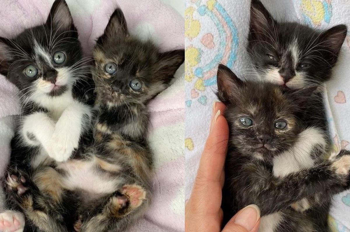 Kitten Crying Leads Family to Find Him and His Littermates in Bag and Turn Their Lives Around
