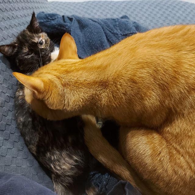 orange cat tortie kitten