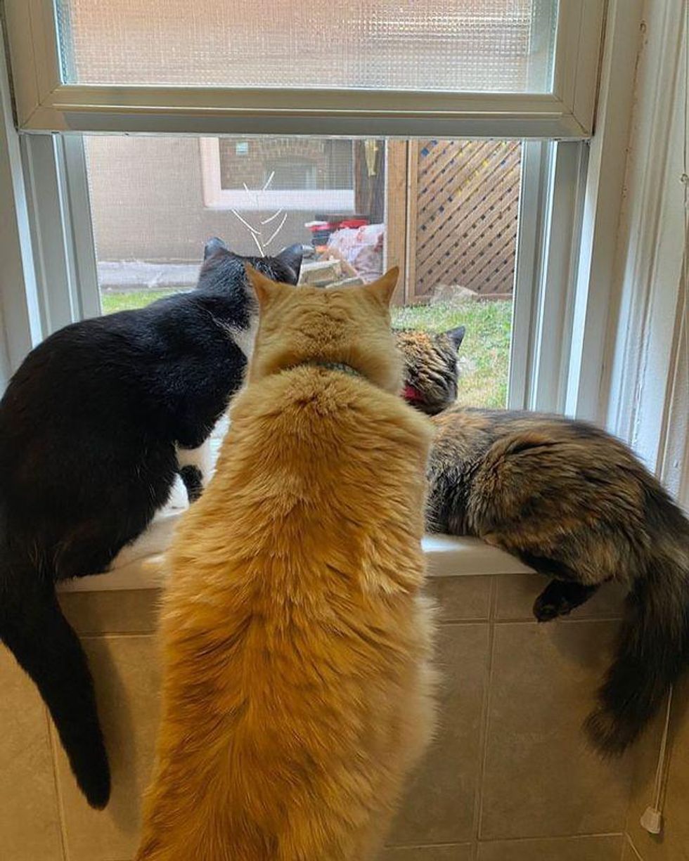 cats by window