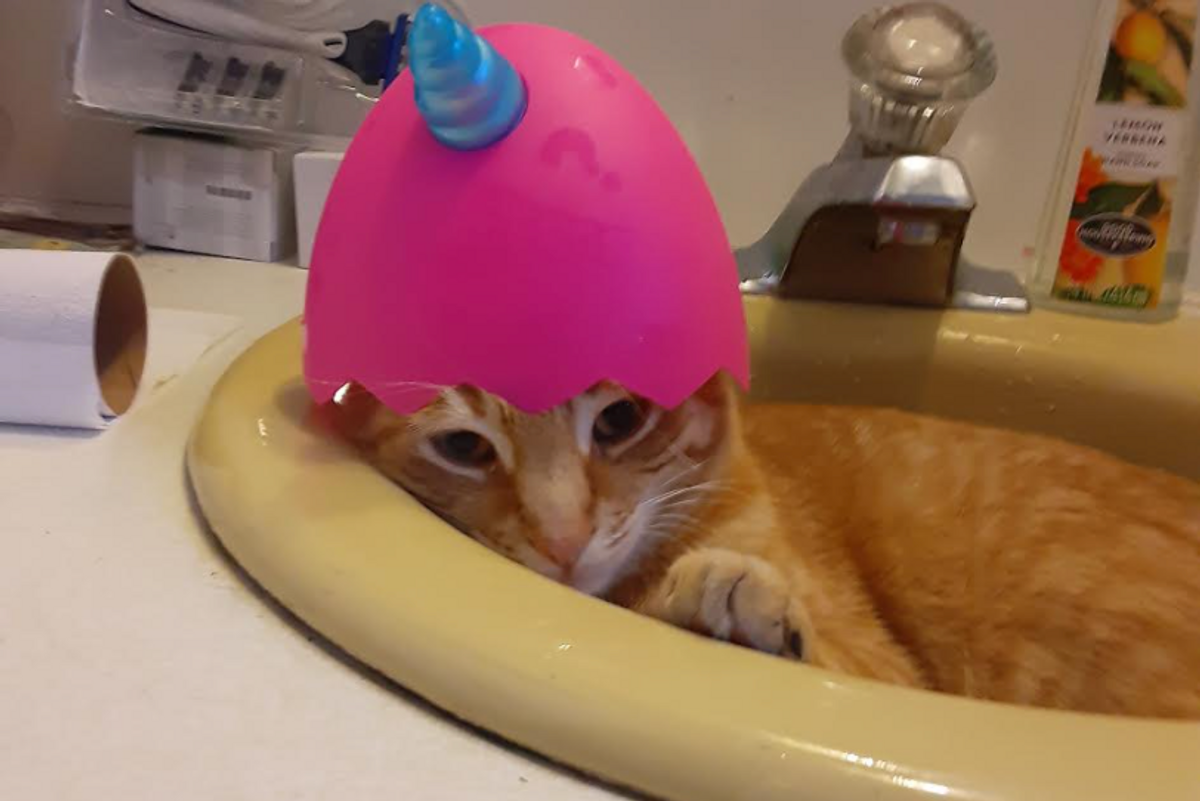 cat in sink wearing unicorn hat