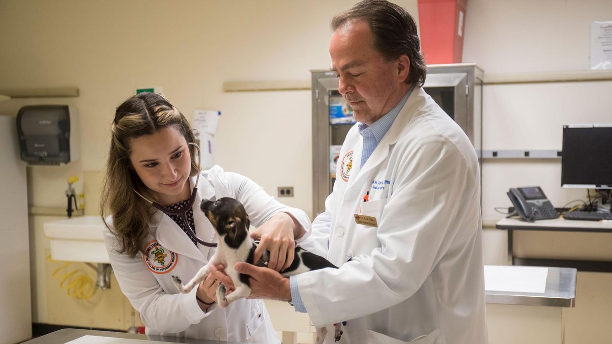 Puppy born with upside down paws learns to walk following surgery at Oklahoma State University