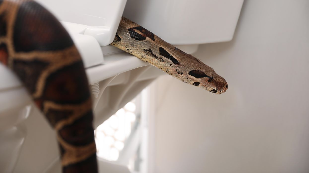 Texas woman finds large python crawling out of her toilet in the middle of the night