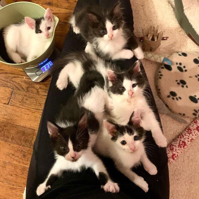 full lap of cats