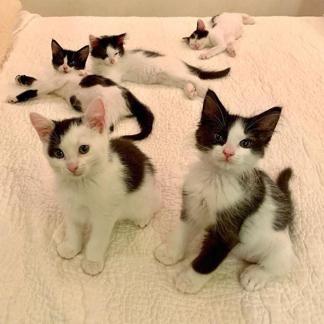 kittens occupy bed