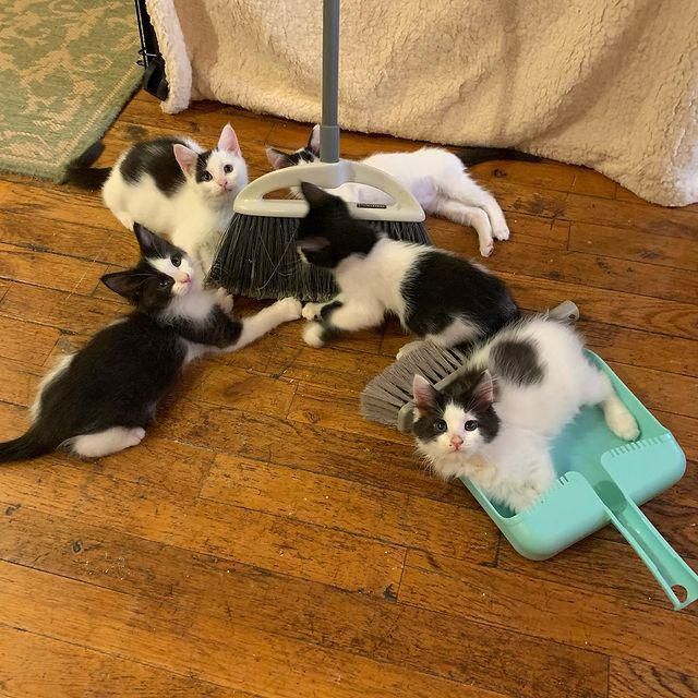 doing chores with kittens