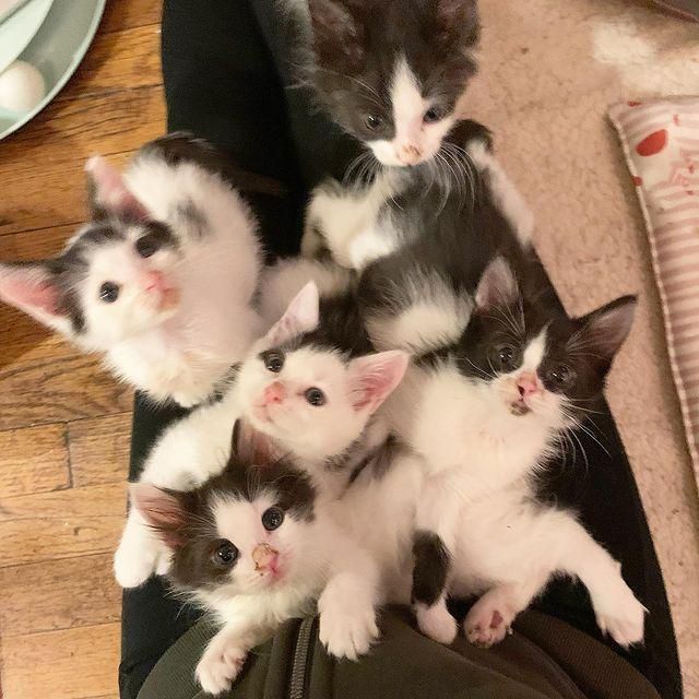 full lap kittens