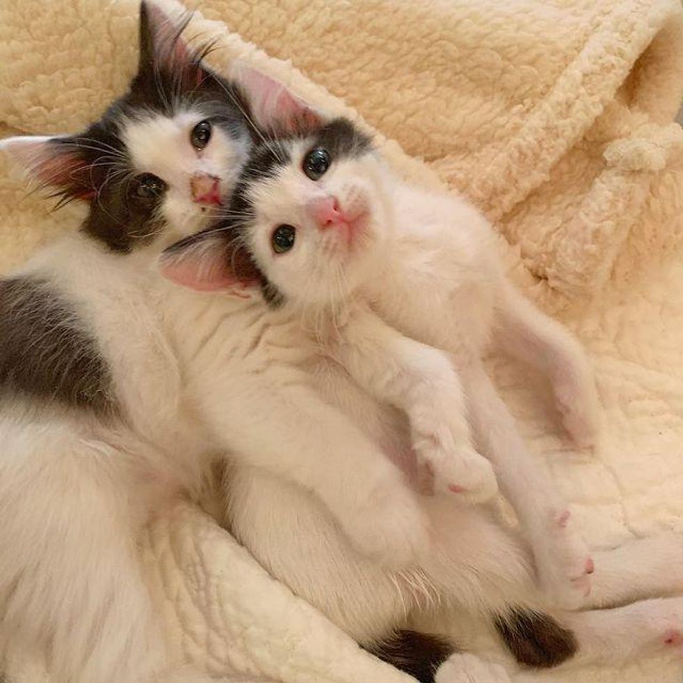 bonded kittens