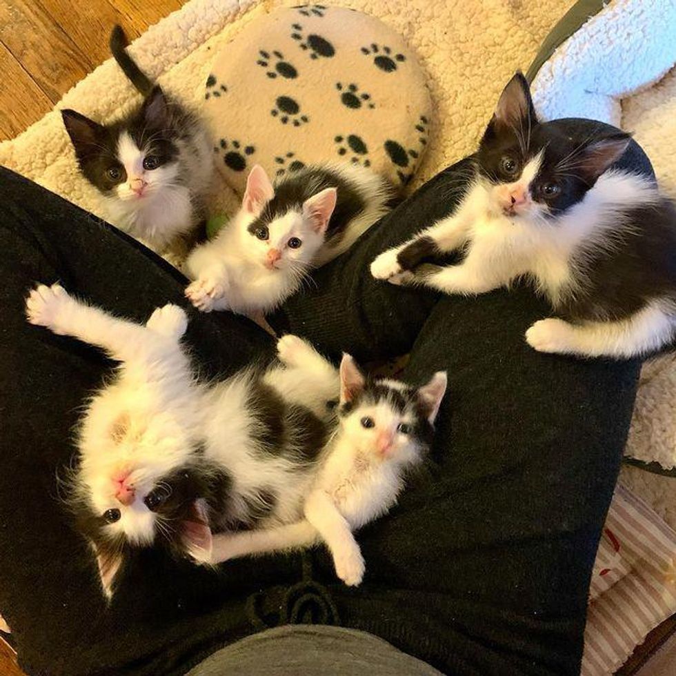 lap kittens, black and white kittens