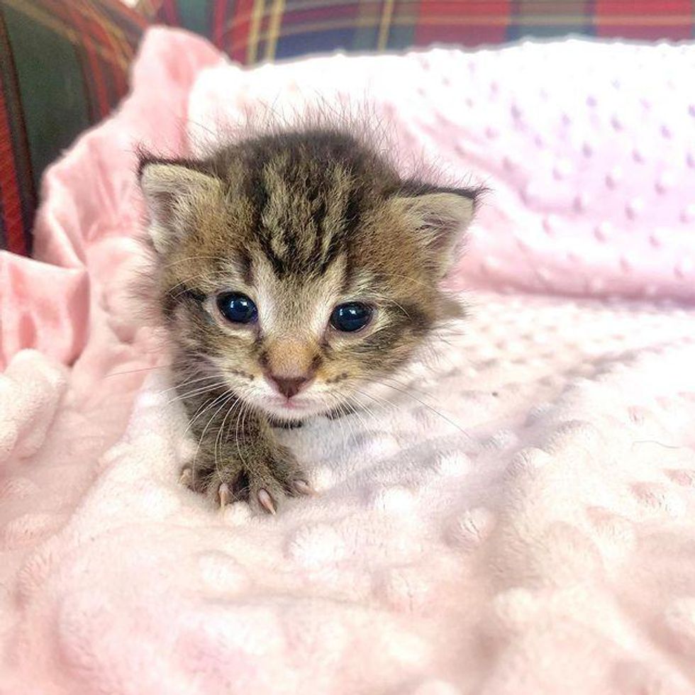 adventurous tabby kitten