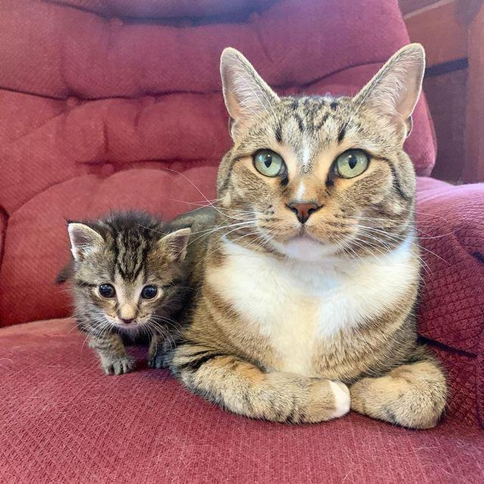 tabby cat and kitten