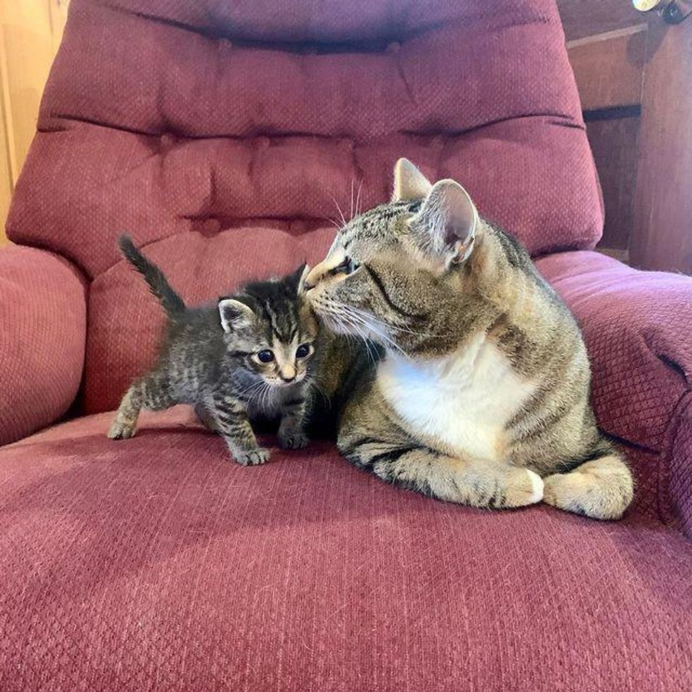 tabby cat kisses kitten