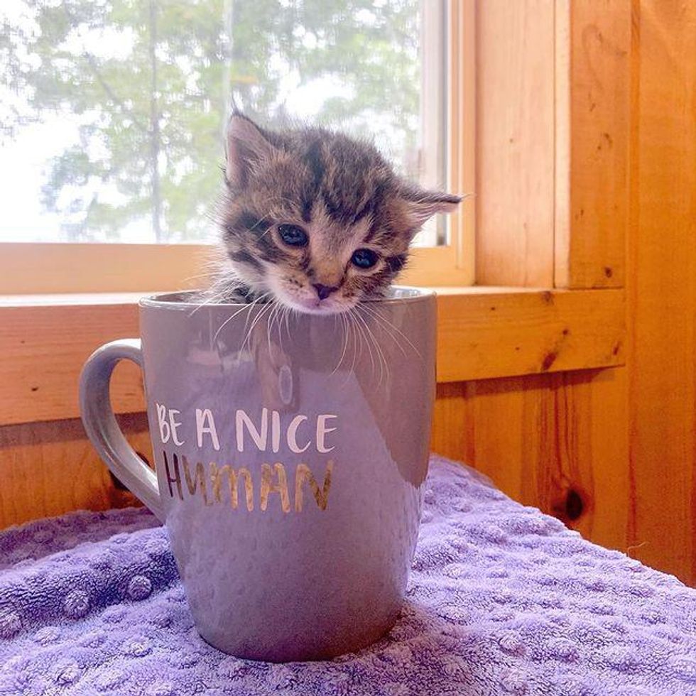 tiny kitten cup