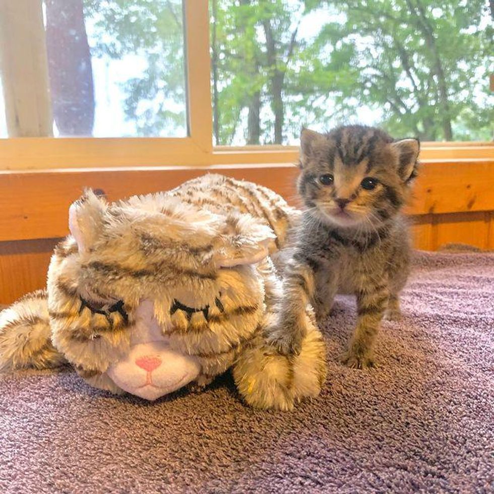 tiny tabby kitten, kitten and toy