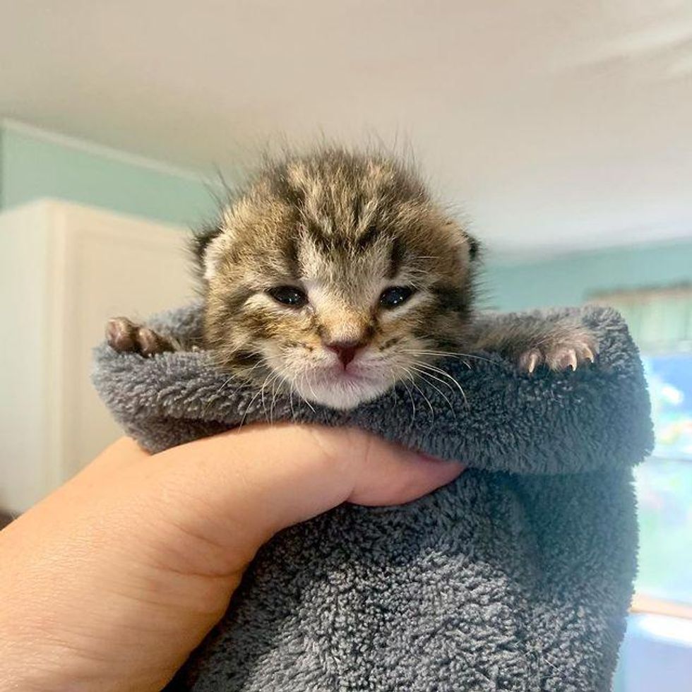 orphaned kitten, kitten purrito