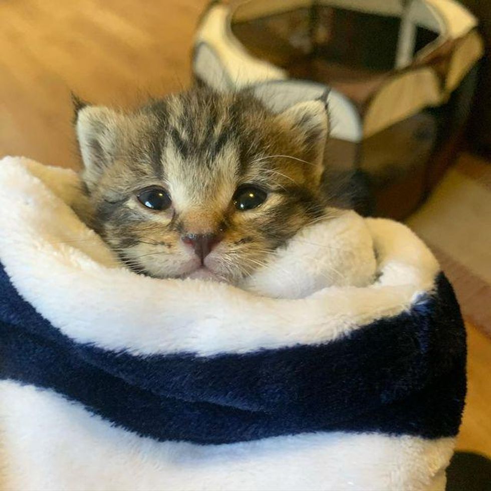 purrito kitten