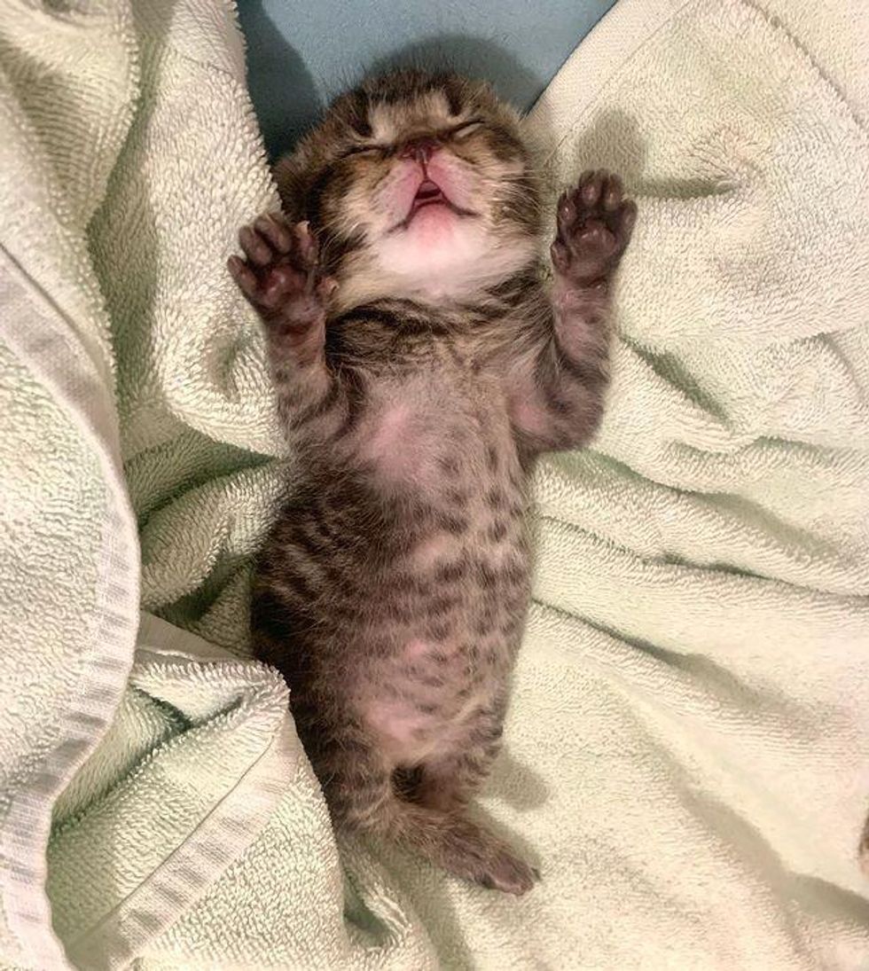 sleepy tabby kitten