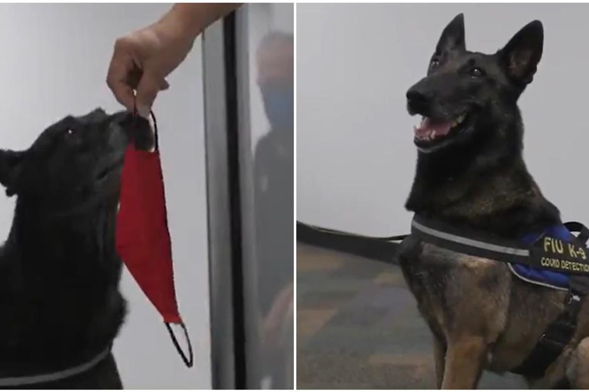 Covid-sniffing dogs just started working at Miami airport and they're incredibly accurate
