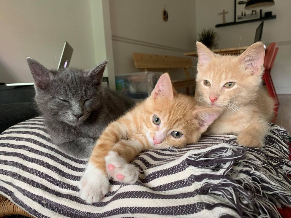 trio kittens