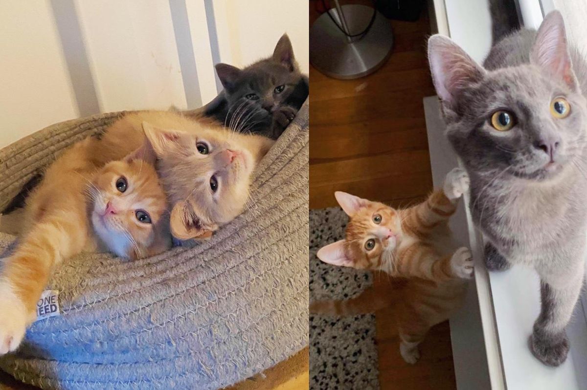 Trio Kittens Spotted Near Shed Help One Another Through Thick and Thin Throughout Their Journey