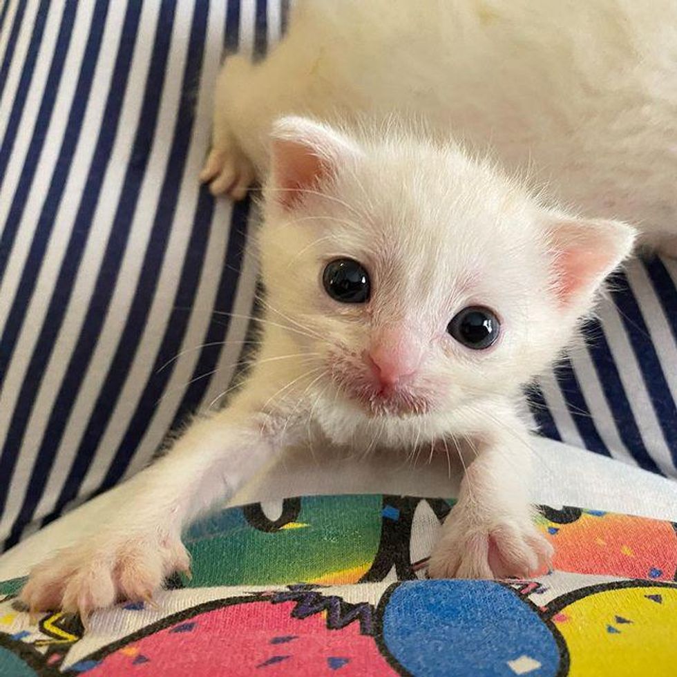 kitten with big eyes