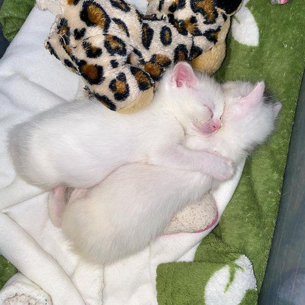 cuddly sleepy kittens