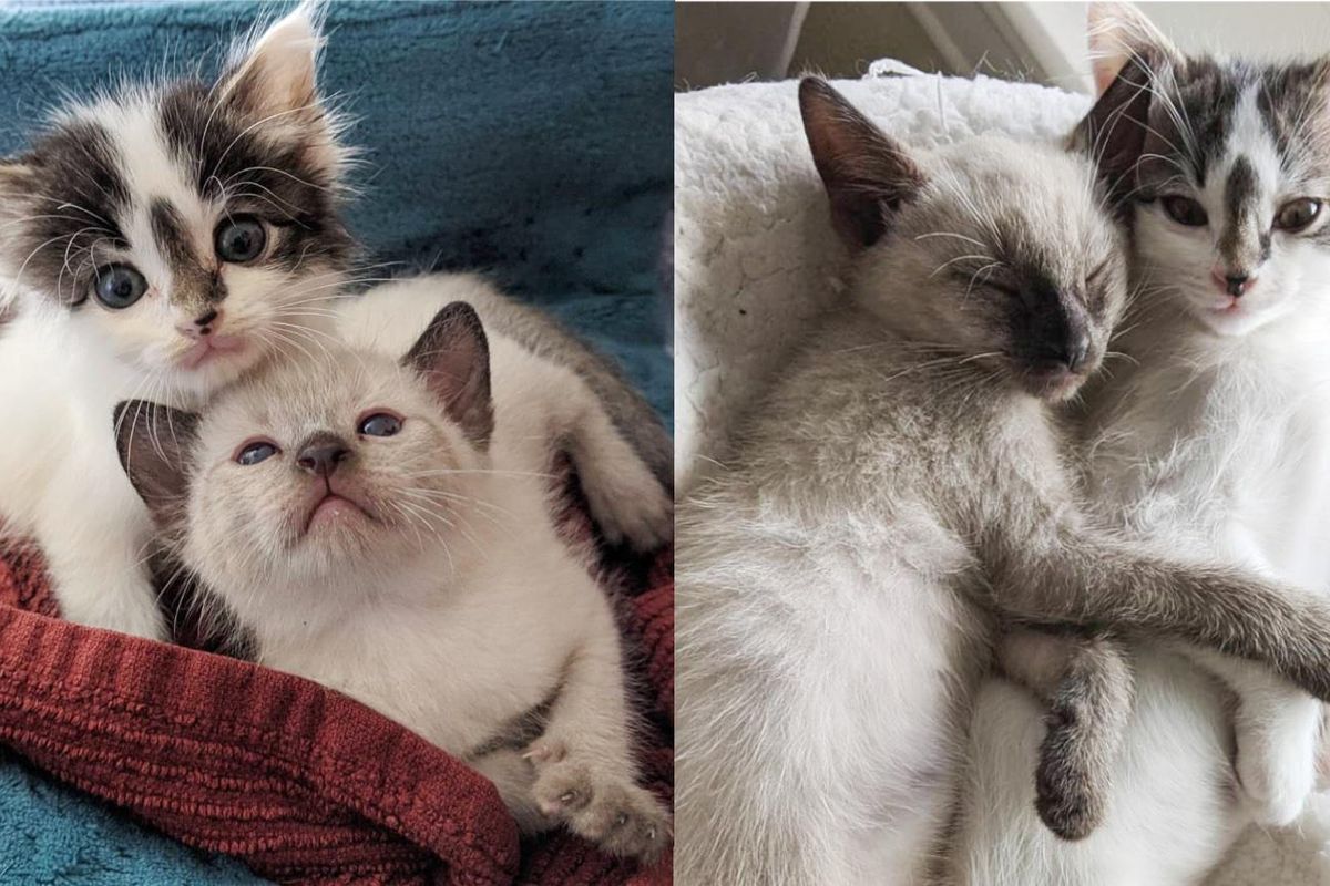 Kitten from Yard Won Over Family and Convinced Them to Adopt His Best Friend Too