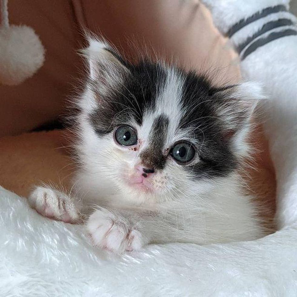 cute kitten