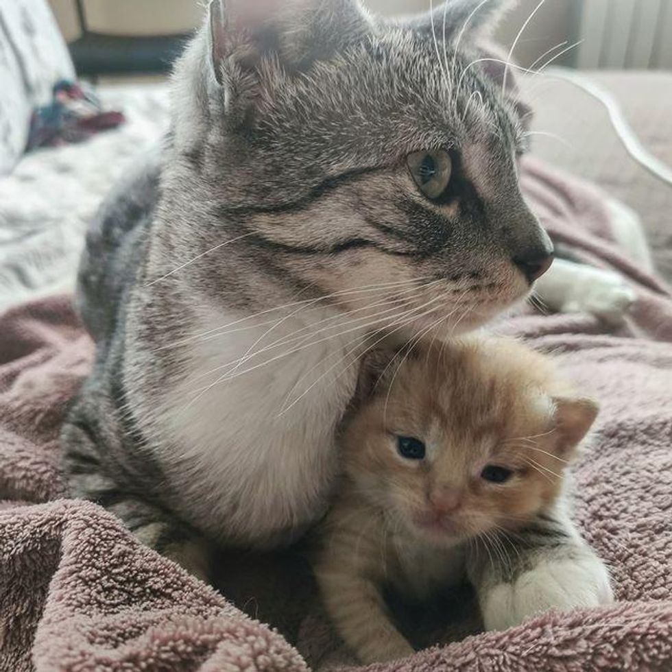 cat cuddling kitten