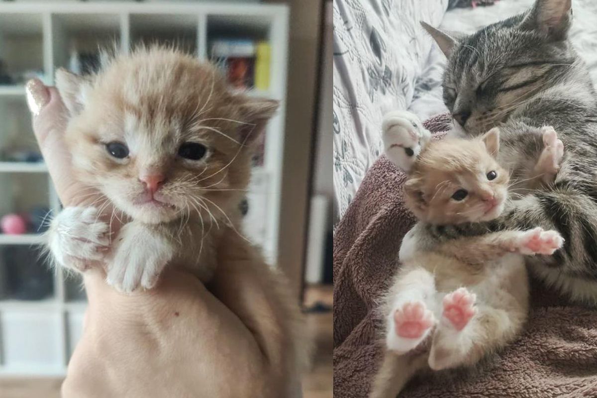 Kitten Cries His Way into the Arms of Affectionate Cat After He Was Found Under Car in a Box