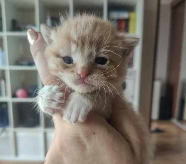 orange kitten tiny