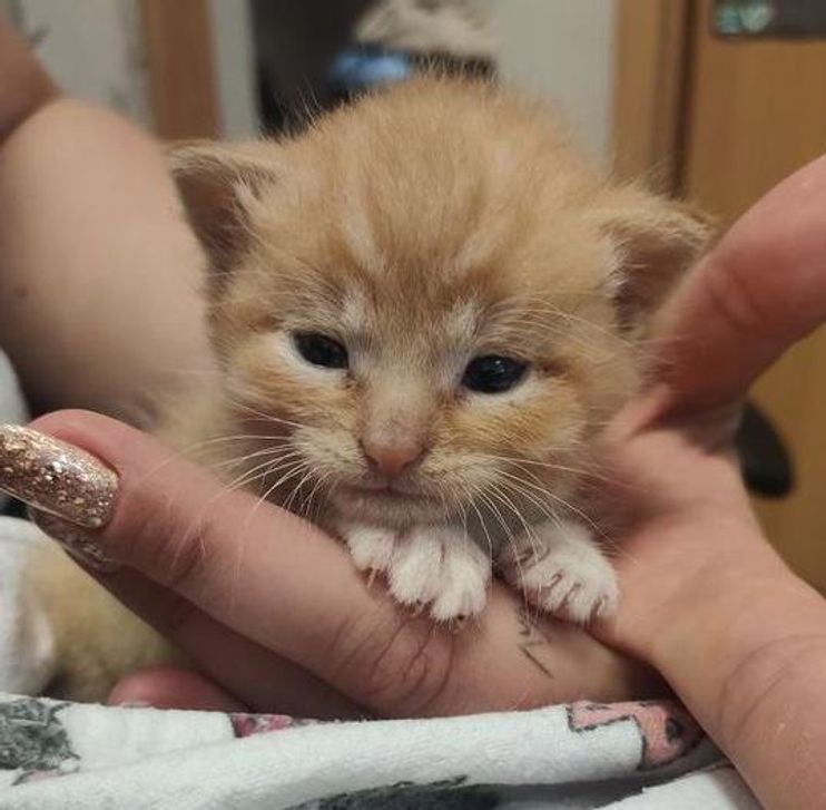 Affectionate Kitten Clings to Police Officer Video - Love Meow