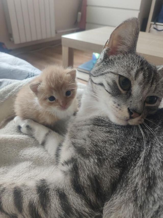 Фото Котенка И Взрослого Кота