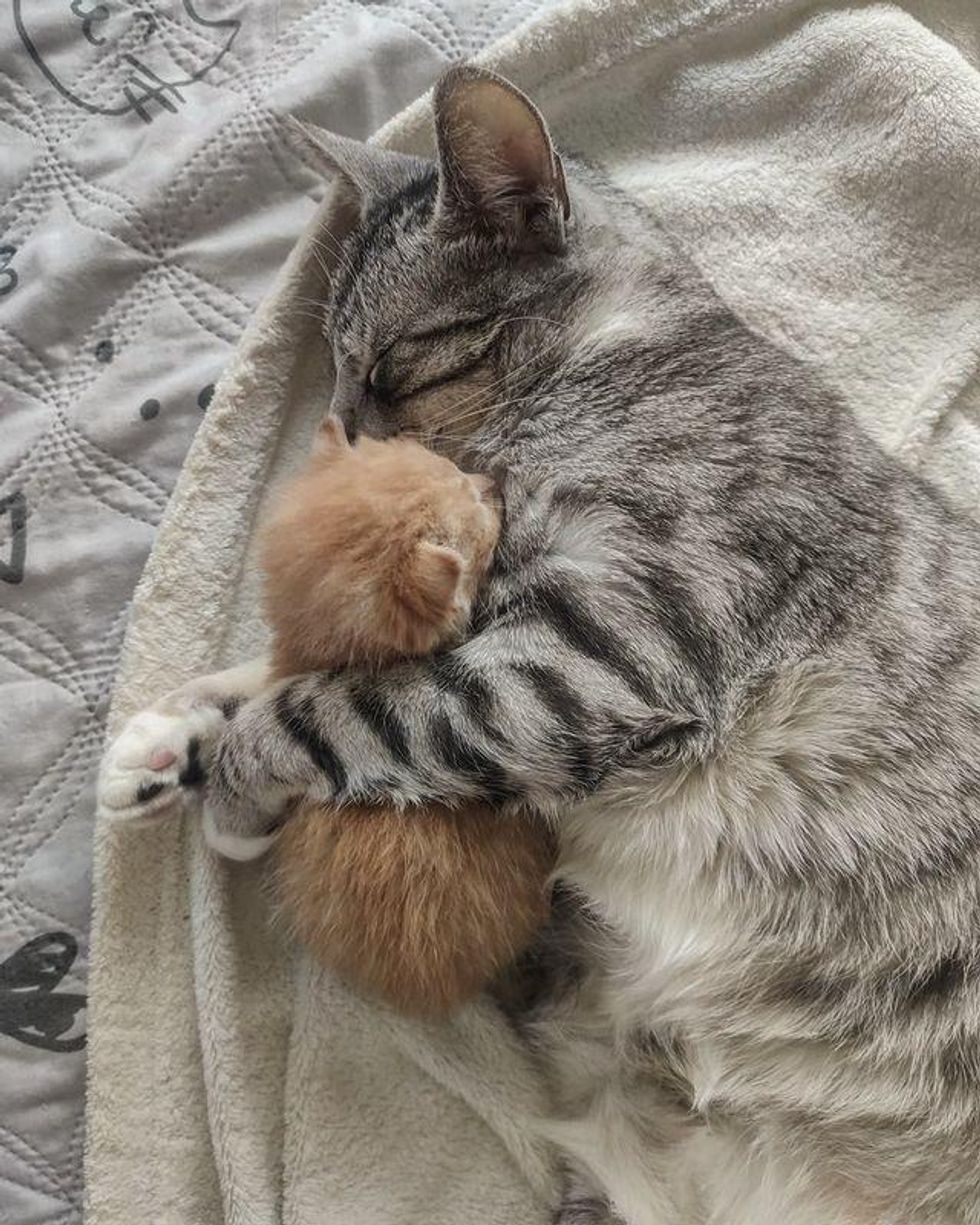 cat kitten hugs
