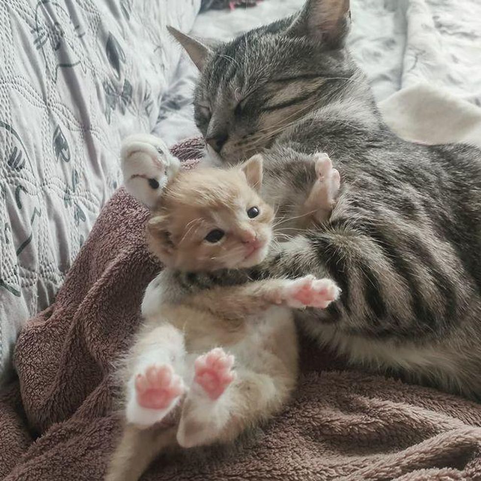 cat hugs kitten