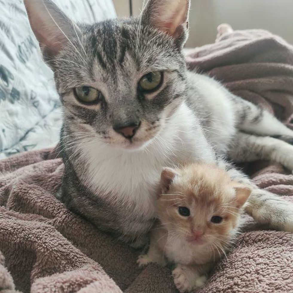 cat and tiny kitten