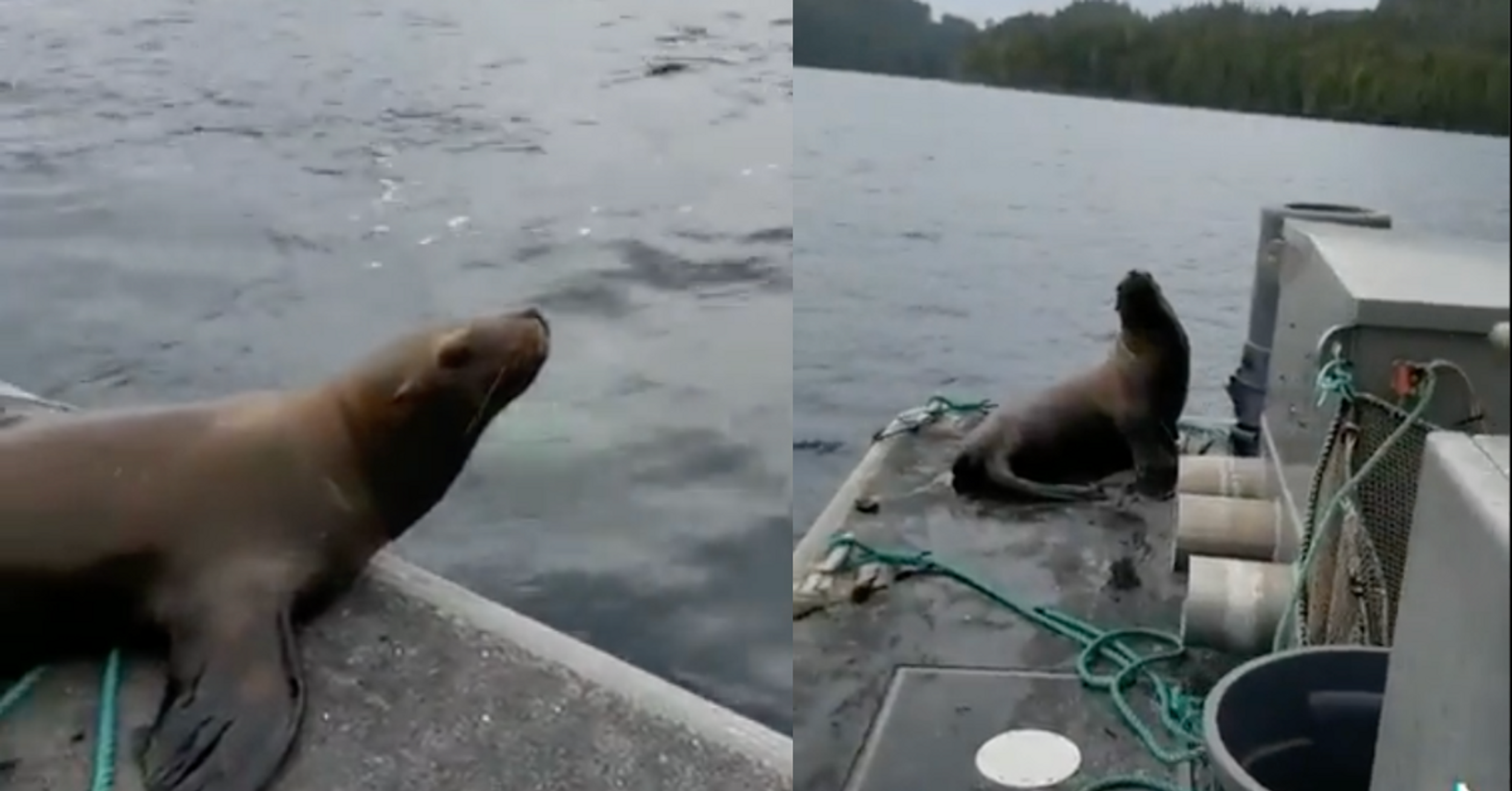Woman Sparks Debate After Trying To Kick Sea Lion Off Her Boat As Several Orcas Surround It