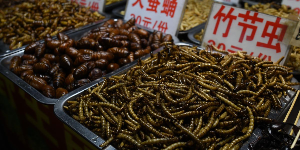 Dissecting The Ethics Of Eating Bugs - Vimarsana News