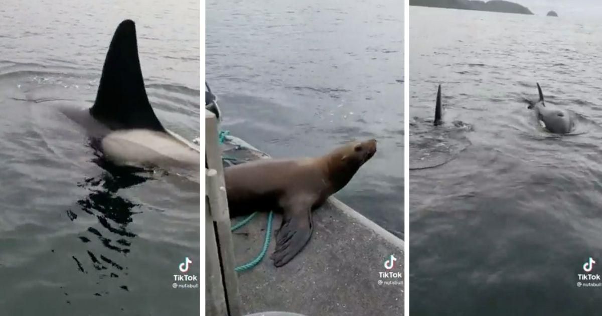 A sea lion jumped on a woman's boat to escape a group of orcas and the footage is wild