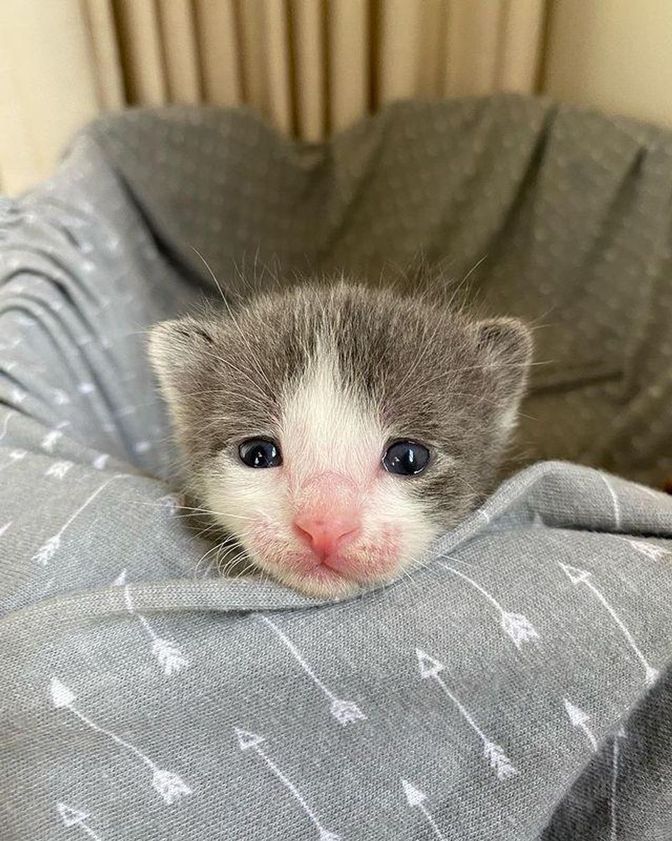 Cat Is Off The Streets With Her 8 Kittens After Living Outside Her 