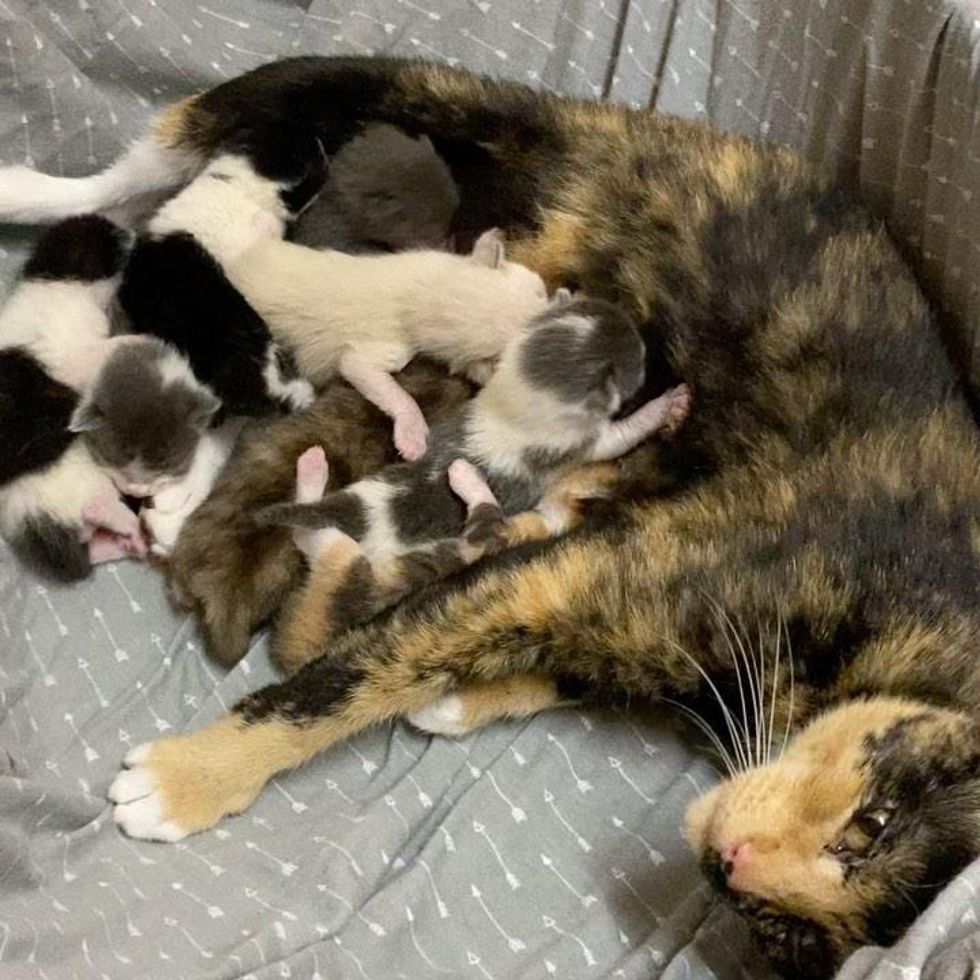 cat mom, newborn kittens