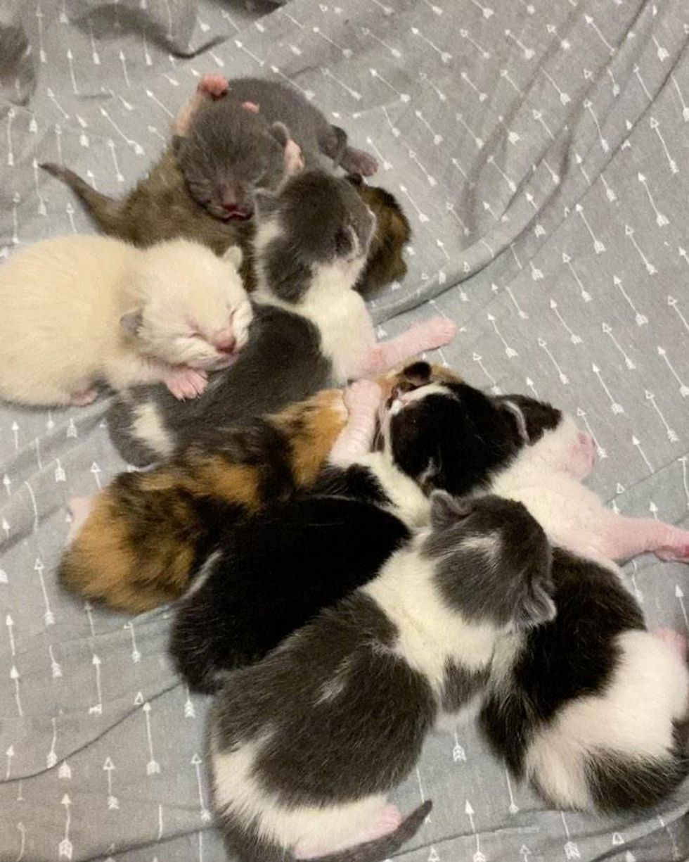 pile of kittens
