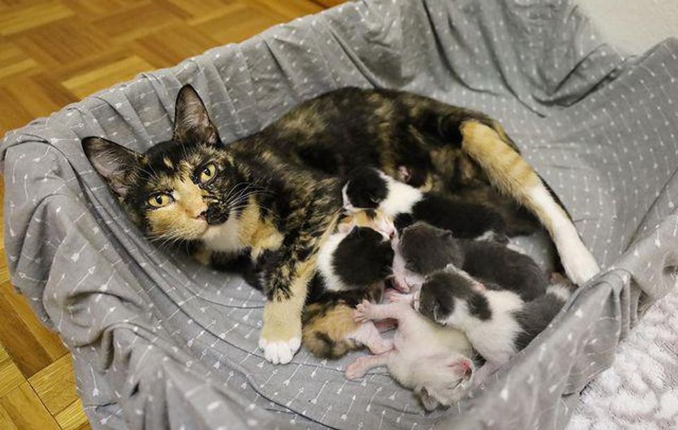 cat mom, nursing kittens