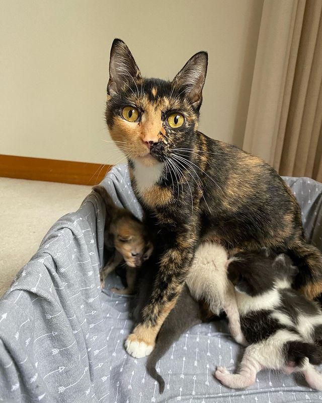 cat nursing kittens