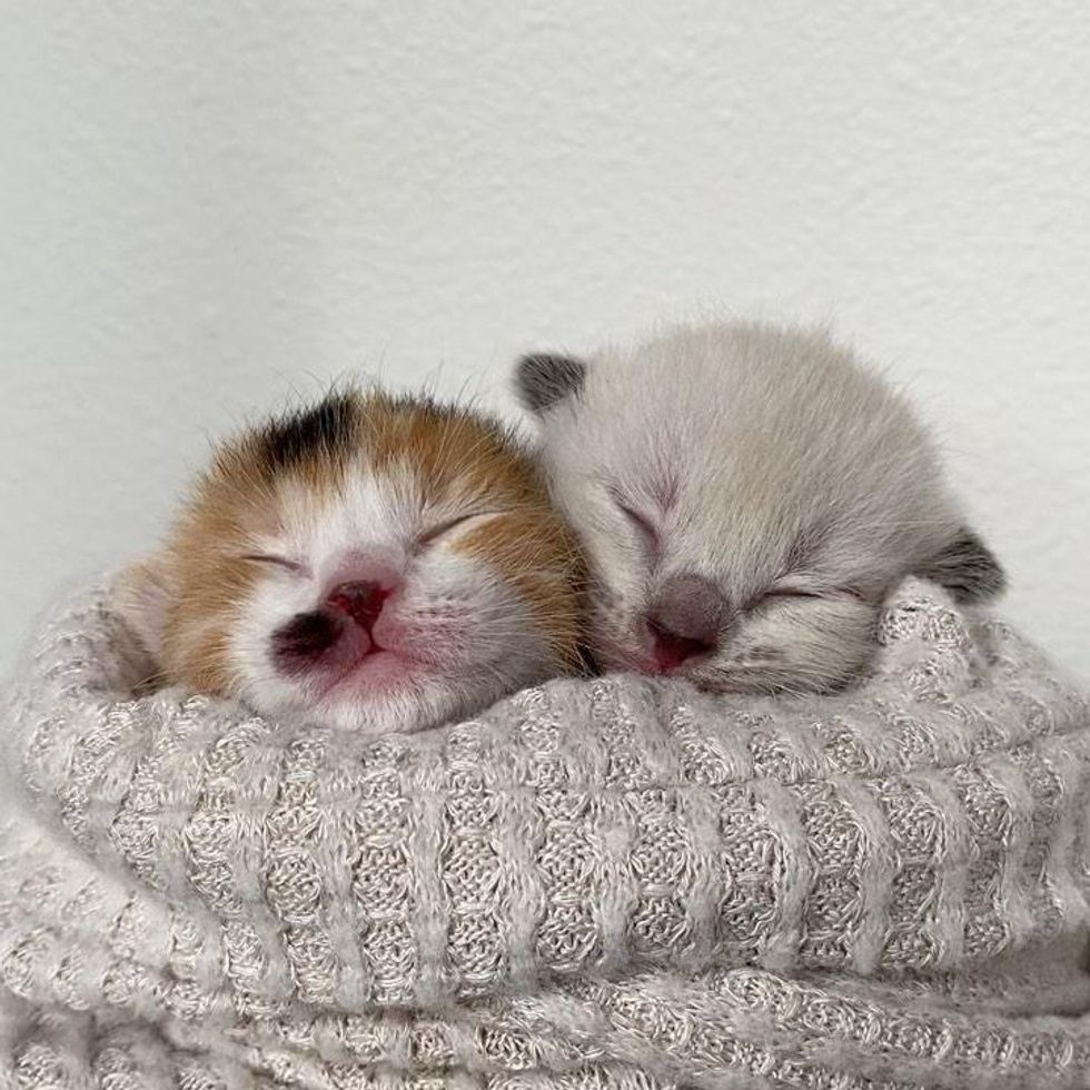 purrito kittens