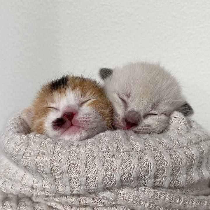 purrito kittens